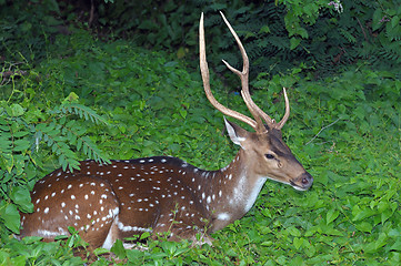 Image showing Spotted Deer