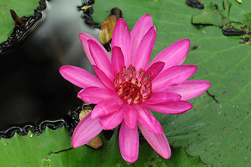 Image showing Water Lily