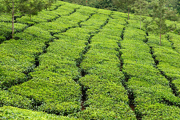 Image showing Tea Estate