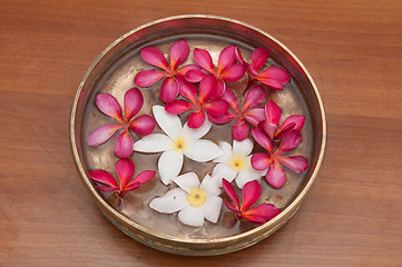 Image showing Frangipani