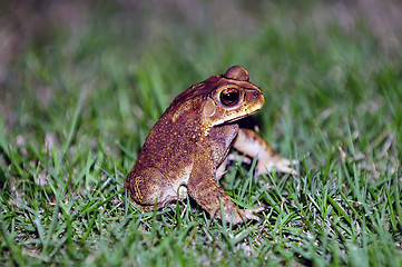 Image showing Toad