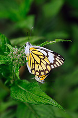 Image showing MAting