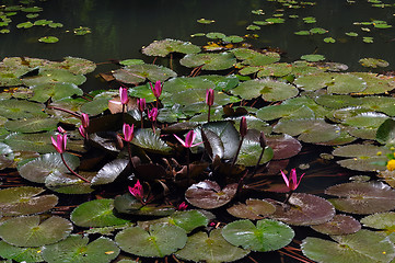 Image showing Water Lily