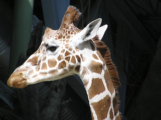 Image showing Giraffe Listening