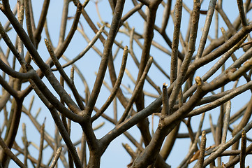 Image showing Abstract tree branches