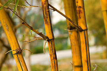 Image showing Bamboo