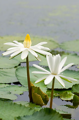 Image showing White water lilies