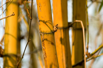 Image showing Bamboo