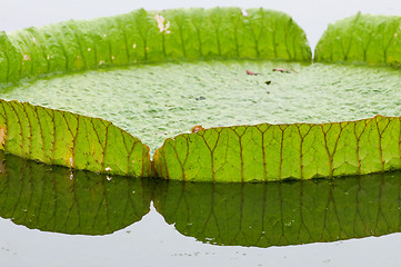 Image showing Lotus leaf