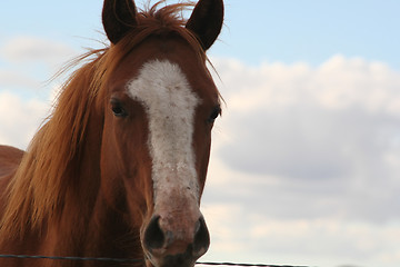 Image showing Sorrel Horse
