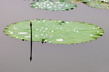 Image showing Lotus bud and leaf