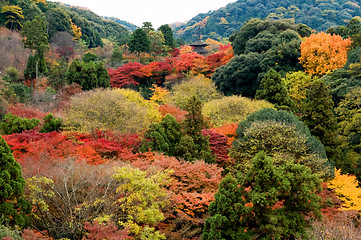 Image showing Panorama view of colorful trees