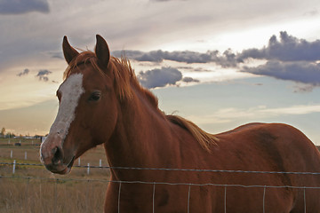 Image showing Little Horse On The Prairie