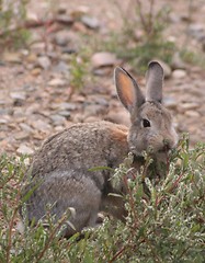 Image showing Best Wild Rabbit