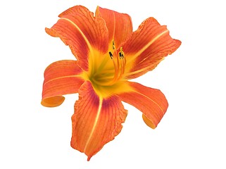 Image showing Orange Daylily Isolated