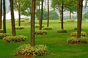 Image showing Trees and manicured plant