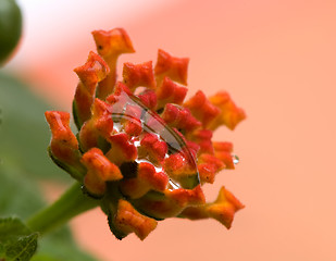 Image showing Lantana camara