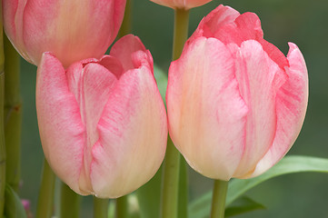 Image showing Pink tulips