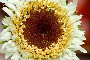 Image showing White flower