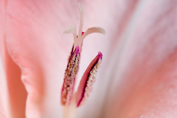 Image showing Gladiolus