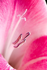 Image showing Gladiolus