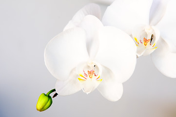 Image showing White orchid