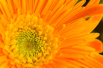 Image showing Orange marguerite