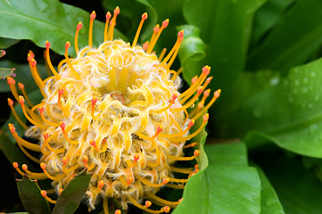 Image showing Yellow blooming protea pincushion