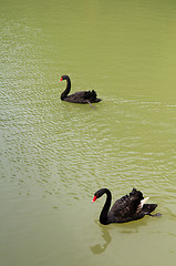 Image showing Black goose