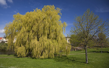 Image showing Weeping Willow in the park