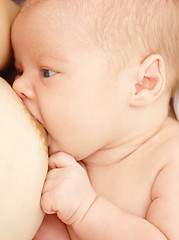 Image showing Newborn sucks mother's breast, breastfeeding