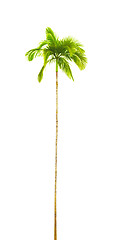 Image showing palm tree