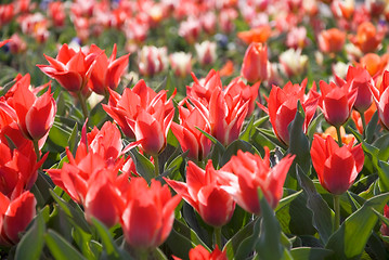 Image showing red tulips