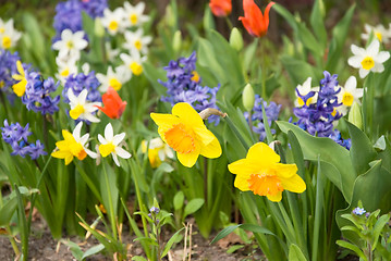 Image showing spring flowers