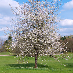 Image showing cherry tree