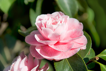 Image showing camellia