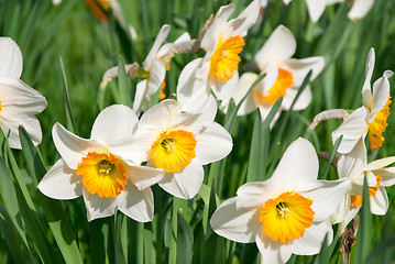 Image showing narcissus