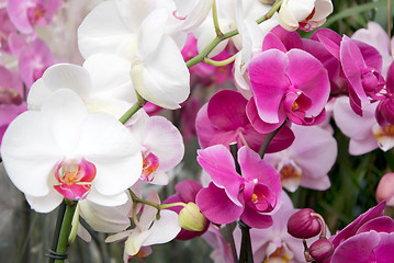 Image showing orchids