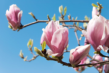 Image showing pink magnolia