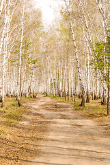 Image showing birch forest