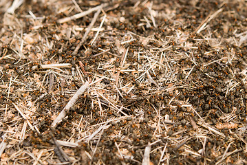 Image showing anthill