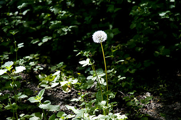 Image showing isolated dandelion