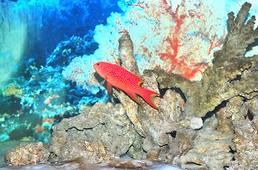 Image showing fish