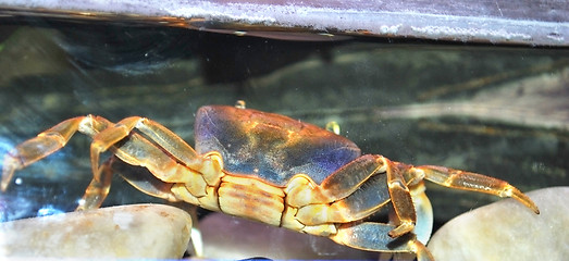 Image showing crab