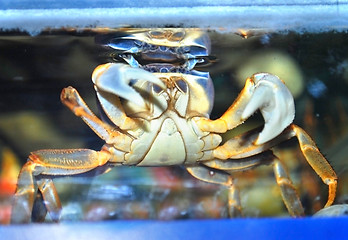 Image showing crab