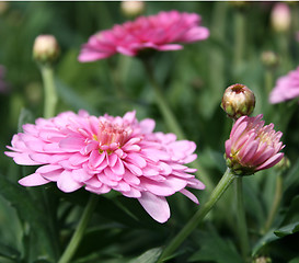 Image showing Flowers