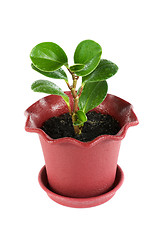 Image showing ficus plant