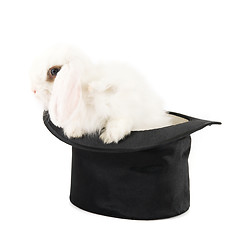 Image showing rabbit at black hat