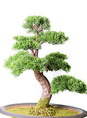 Image showing Bonsai tree