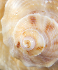 Image showing macro shot of a shell end